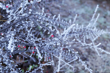 frost on branches
