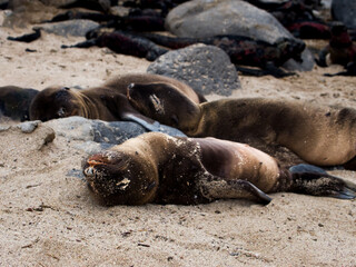 Fototapeta premium Sleeping Galapagos sea lion cubs