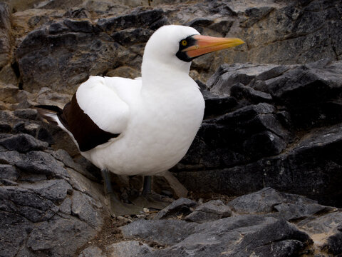 Nazca booby in Galapagos