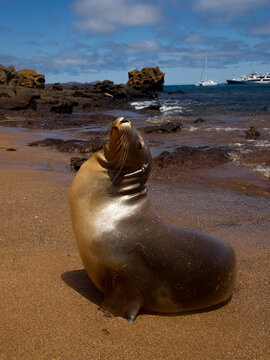 Sea lion bull on the beach