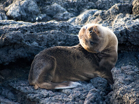 Galapagos sea lion pup