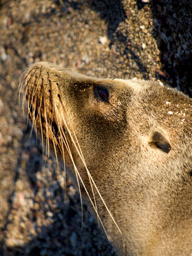 Galapgos sea lion headshot portrait