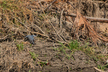 Kingfisher near Cienaga de Pijino lake, Colombia