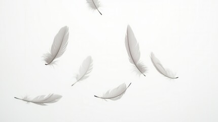 White Feathers Floating In The Air, White Feathers Isolated On White Background