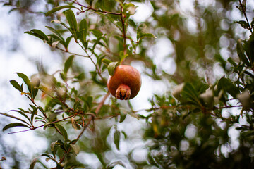 Pomegranate hanging on a tree in a farm in Iran