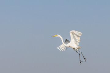 Great Egret (Ardea alba)  near Cienaga de Pijino lake, Colombia.