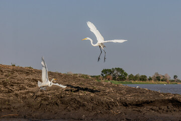 Great Egret (Ardea alba)  near Cienaga de Pijino lake, Colombia.