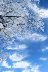 Federwolken am Winterhimmel - cirrus clouds in the winter sky