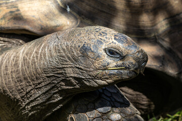 Aldabra giant tortoise, Curieuse Marine National Park, Curieuse, Seychelles