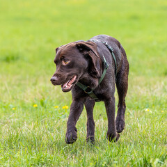 Labrador retriever, Canis lupus familiaris on a grass field. Healthy chocolate brown labrador retriever