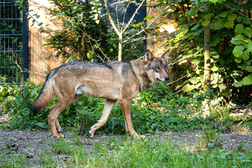Fototapeta premium European Grey Wolf, Canis lupus in a german park