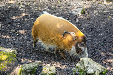 Red river hog, Potamochoerus porcus, also known as the bush pig.