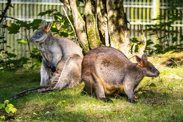 Swamp Wallaby, Wallabia bicolor, is one of the smaller kangaroos