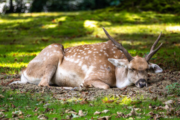 The fallow deer, Dama mesopotamica is a ruminant mammal