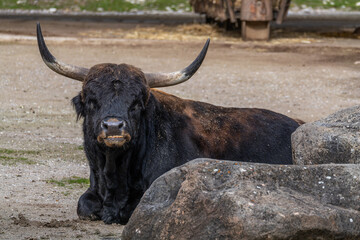 Heck cattle, Bos primigenius taurus or aurochs in a German park