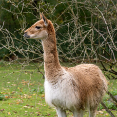 Fototapeta premium Vicunas, Vicugna Vicugna, relatives of the llama in a German park
