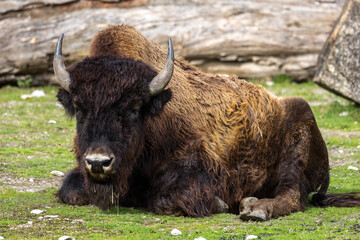 American buffalo known as bison, Bos bison in a german park