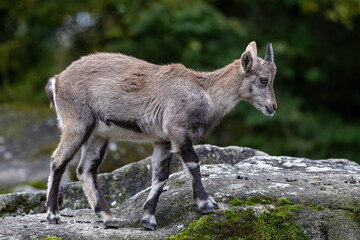 Young baby mountain ibex or capra ibex on a rock