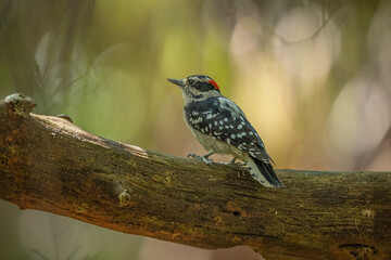 Downy Woodpecker