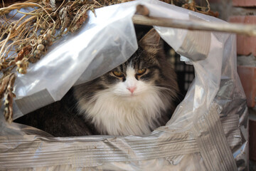 Portrait of cute street cat