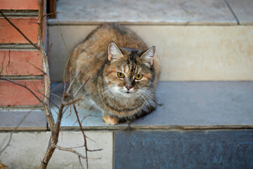 Portrait of cute street cat