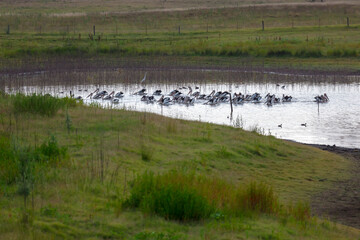 Photograph of a large flock of Pelicans paddling on an irrigation lake in regional New South Wales, Australia.