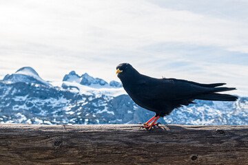 Alpendohle vor dem Dachstein