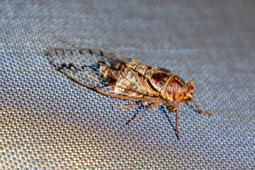 Photograph of a noisy Cicada insect resting in the summer sunshine on a sunshade cloth in the Blue Mountains in New South Wales, Australia.