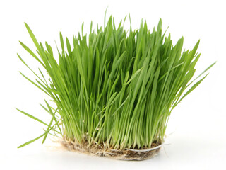 green grass isolated on white. grass, plant, isolated, nature, wheat, spring, fresh, growth, food, white, grow, agriculture, lawn, onion, healthy, leaf, soil, green, pot, meadow, field, root, herb, ve