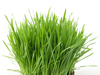 Fototapeta premium green grass isolated on white background