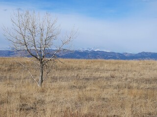 Winter prairie tree with the Rocky Mountains in the background, Colorado