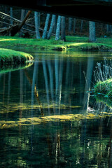 “Verde Infinito: La Magia de la Naturaleza en su Esplendor”