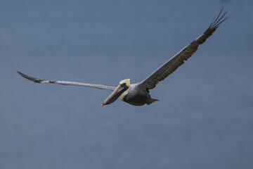 pelican in flight at Panama city beach