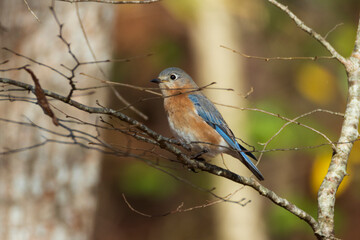 Bluebird on branch