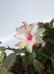 Fototapeta premium Schlumbergera Truncata in bloom, with yellow white flowers, Flor de Maio (May flower), Christmas cactus, Thanksgiving cactus, crab cactus and holiday cactus, on white background