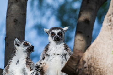 Fototapeta premium photographs of lemurs in their natural habitat in the middle of nature