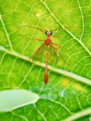 Photo of the insect Netelia producta.