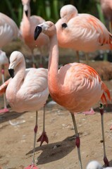 group of flamingos at the wild animal park