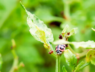 Photo of lady bug on a leaf