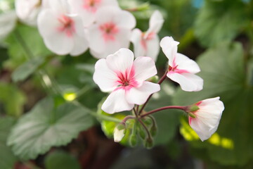 Geranium Zonal, Pelargonium hortorum with bicolor white pink flowers
