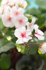 Geranium Zonal, Pelargonium hortorum with bicolor white pink flowers