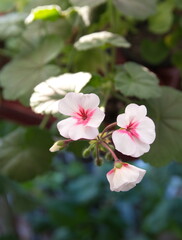 Geranium Zonal, Pelargonium hortorum with bicolor white pink flowers