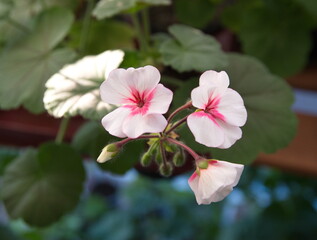 Geranium Zonal, Pelargonium hortorum with bicolor white pink flowers