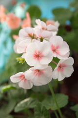 Geranium Zonal, Pelargonium hortorum with bicolor white pink flowers