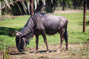 In the zoo