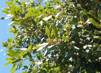 Flowering Laurus nobilis plant, branches with yellow flowers, Laurus azorica