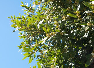 Flowering Laurus nobilis plant, branches with yellow flowers, Laurus azorica