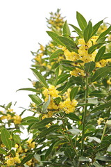 Flowering Laurus nobilis plant, branches with yellow flowers, Laurus azorica, on white background