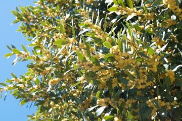 Flowering Laurus nobilis plant, branches with yellow flowers, Laurus azorica
