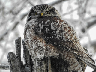 Hawk-owl sitting on his cache of stored food in a tree trunk on a cold winter's day